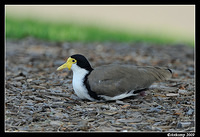 masked lapwing3435