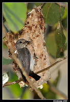 mistletoe bird 5096