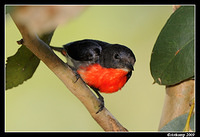 mistletoe bird 5108