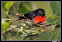 mistletoe bird 5112