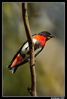 mistletoe bird 5141