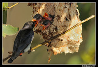 mistletoe bird 5148