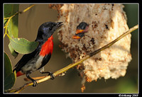 mistletoe bird 5159