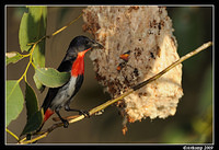 mistletoe bird 5160