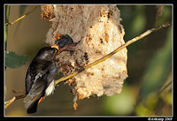 mistletoe bird 5164