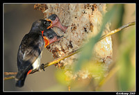 mistletoe bird 5172