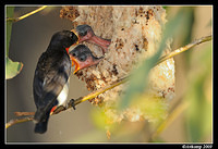 mistletoe bird 5174