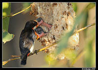 mistletoe bird 5175