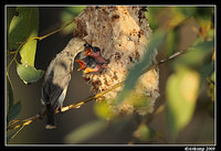 mistletoe bird 5181