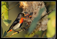 mistletoe bird 5184