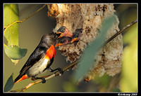 mistletoe bird 5185