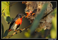 mistletoe bird 5186