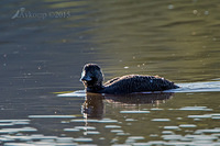 musk duck 1695