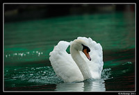 mute swan 0020