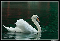 mute swan 0025