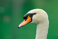 mute swan 0040 jw step sharp