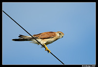 nankeen kestral 5015