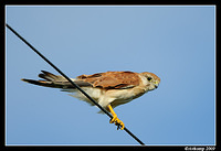 nankeen kestral 5016