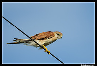 nankeen kestral 5018