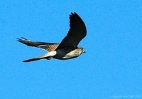 nankeen kestral in flight 2 adobe monitor std