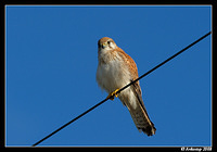 nankeen kestral2489