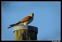 nankeen kestral4808