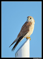 nankeen kestrel 6211 rotated