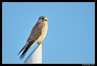 nankeen kestrel 6213