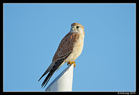 nankeen kestrel 6215