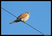 nankeen kestrel 6217