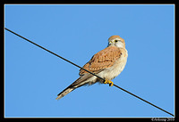 nankeen kestrel 6219