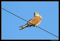 nankeen kestrel 6220