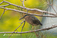 nankeen night heron 13379