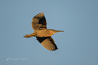 nankeen night heron 8643