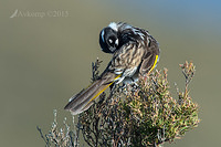 new holland honey eater 0986