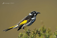 new holland honeyeater 2283