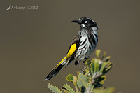 new holland honeyeater 2309