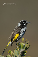 new holland honeyeater 2312