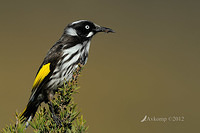 new holland honeyeater 2318