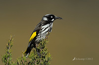 new holland honeyeater 2318cf