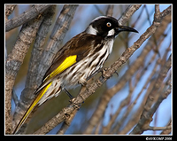 new holland honeyeater