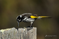 new holland honeyeaterl 2096