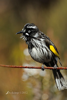 new holland honeyeaterl 2102