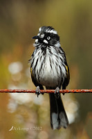 new holland honeyeaterl 2103