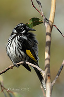 new holland honeyeaterl 2132