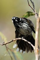 new holland honeyeaterl 2143