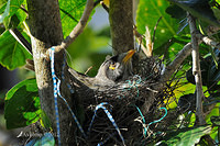 noisy miner 3759