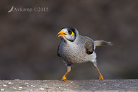 noisy miner 1334