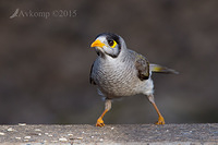 noisy miner 1335