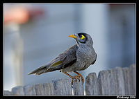 noisy miner 17